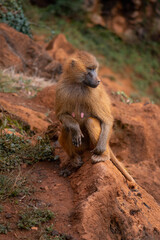 Canvas Print - Selective focus shot of a Guinea Baboon in a zoo