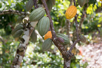 A cocoa tree with cocoa pods at cocoa plantation. Ilhéus, southern Bahia, Brazil.