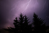 Fototapeta Abstrakcje - lightning strike at night with pine tree silhouette
