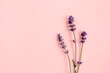 Purple lavender flowers are arranged on pink background. Flat lay, top view. Minimal concept.