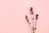 Fototapeta Lawenda - Purple lavender flowers are arranged on pink background. Flat lay, top view. Minimal concept.