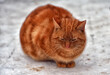 homeless ginger cat outdoors in the snow in winter