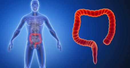 Wall Mural - Intestines, large intestine, small intestine, intestinal tract, bowels x-ray style, internal organs 3D render, anatomy of the human body, blue background