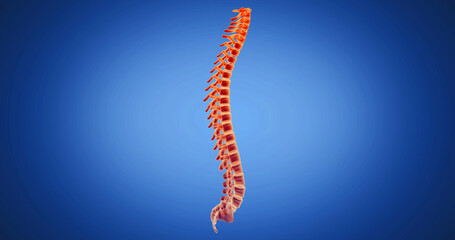 Wall Mural - Spine, spinal cord x-ray style, internal organs 3D render, anatomy of the human body, blue background