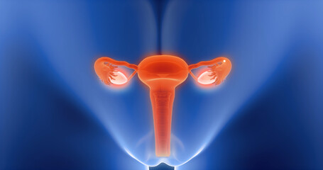 Wall Mural - Uterus, womb, ovaries, female x-ray style, internal organs 3D render, anatomy of the human body, blue background