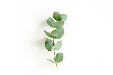 Green leaves eucalyptus isolated on white background. Flat lay, top view.