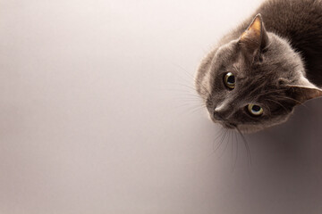 the Russian blue cat is sitting on a gray background