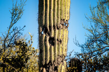 Saguaro Cactus (carnegiea Gigantea) That Birds Have Made Homes In