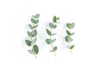 Wall Mural - Green leaves eucalyptus isolated on white background. Flat lay, top view.