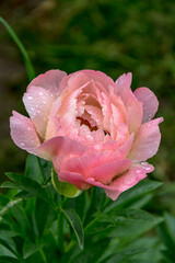 Poster - Herbaceous peony Coral charm in flowers garden