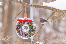 Eastern Bluebird Perched On Branch Near Bird Seed Wreath In Forest In Winter