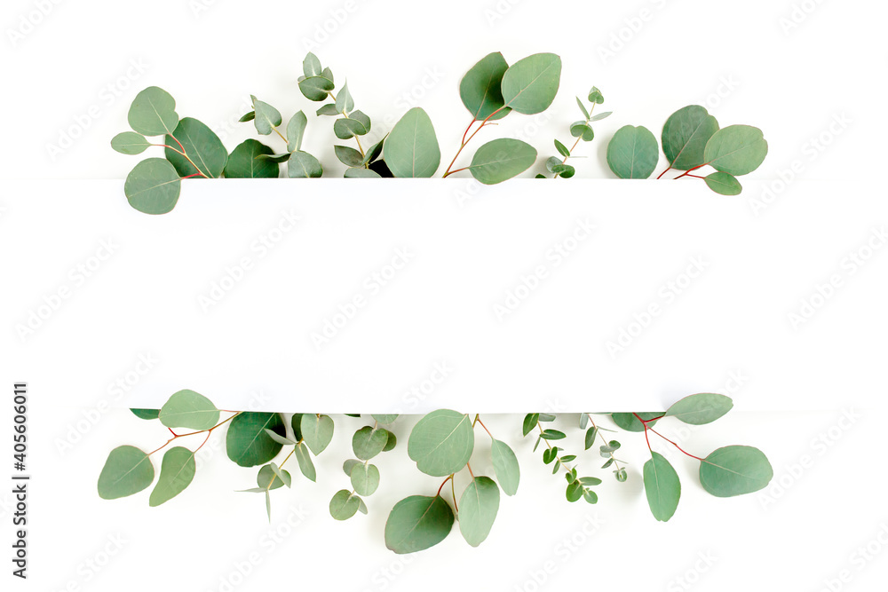 Frame, border made of green leaves eucalyptus isolated on white background. flat lay, top view - obrazy, fototapety, plakaty 