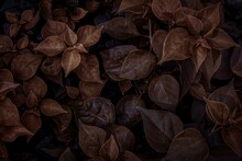 Brown Leaves In The Garden. Light And Shadow Of Leaves In Dark Tones.