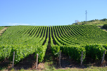 Canvas Print - Green vineyards located on hills of  Jura French region ready to harvest and making red, white and special jaune wine, France