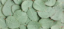 Background, Texture Made Of Green Eucalyptus Leaves With Raindrop, Dew. Flat Lay, Top View