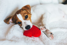 Adorable Puppy Jack Russell Terrier With Red Heart On White Blanket.