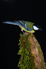 Wall Mural - A great tit (Parus major) flying with black background