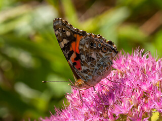 Sticker - Painted Lady butterfly on Sedum