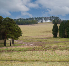 Looking Up A Grass Field Between Woodland Copse To Distant Tall Pine Trees On The Hilltop Set Against A Blue Cloudy Sky  