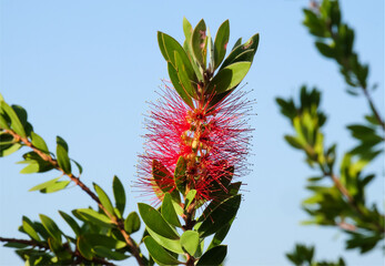 Flowering of bottle brush tree