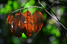Close-up Of Dried Leaf
