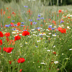 Wall Mural - blooming red poppies in a green summer field, natural, environmental, seasonal concept