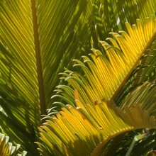 Close-up Of Palm Tree Leaves