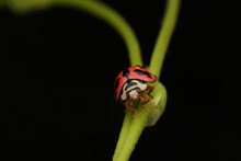 Red Black Dot Ladybug On A Flower