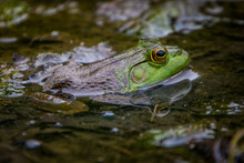 Closeup Of A Green Frog Sitting In Shallow Water