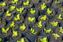 Planting Seedlings Or Plug Of Green Mache Salad Vegetable In Plastic Bags