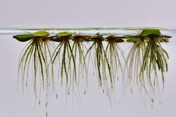 side view of small aquatic plants duckweed floating on water in glass tank