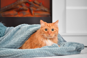 Naklejka na meble Cute cat near fireplace at home. Concept of heating season