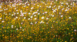 Wildflower field in mid west Western Australia
