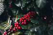 Fresh red ripe cherry coffee in coffee tree leaf