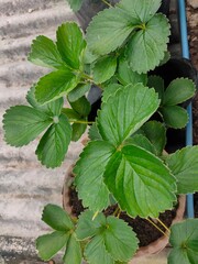 mint leaves in the garden