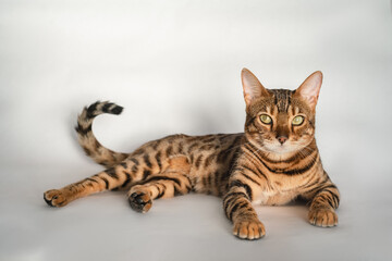 Ginger Bengal cat with green eyes lies on a white background alone