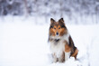 Nice tricolor sheltie dog sitting in snow on a winter snowy day. Small lassie or collie dog walks outdoors.