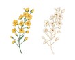 Colorful yellow canola flower and sketch of rapeseed. Two floral branches of rape plants. Contoured botanical elements in retro style. Colored vector illustration isolated on white background