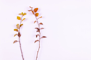 Two branches with yellowed leaves lie side by side