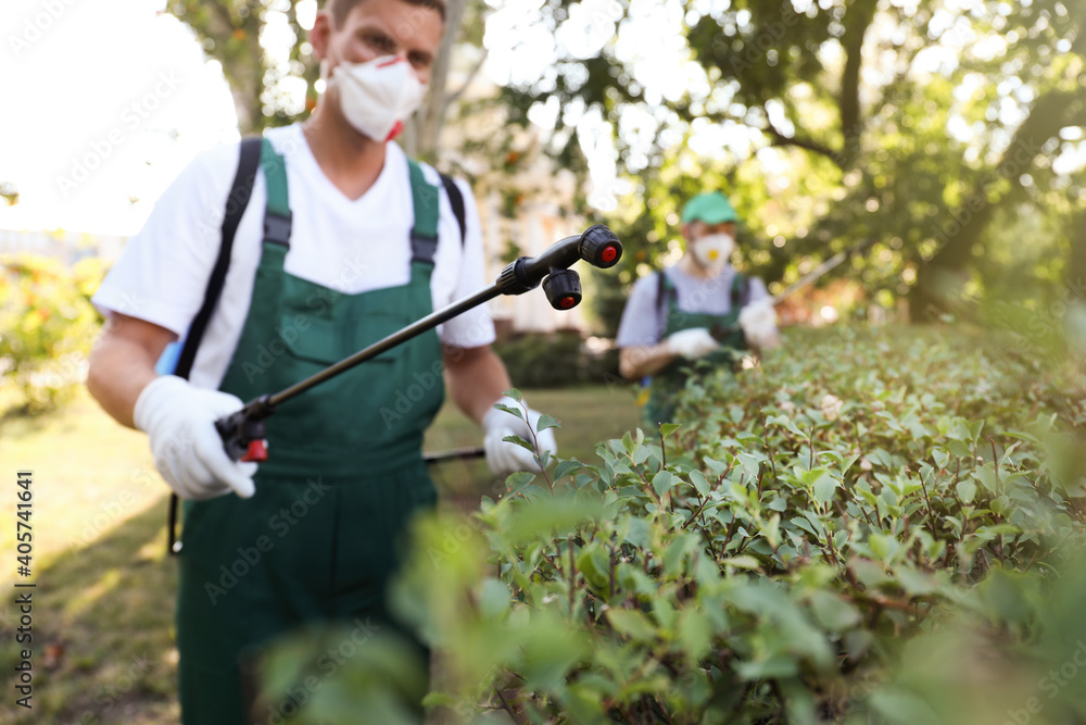 Workers spraying pesticide onto green bush outdoors. Pest control - obrazy, fototapety, plakaty 