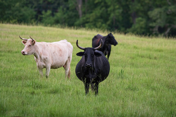 Wall Mural - Pregnant horned beef cow and two others