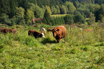 grazing cowson a meadow