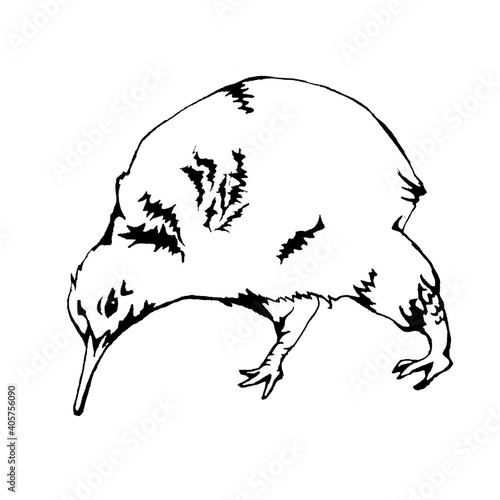羽の無い鳥 キウイ 絶滅危惧種 の線画イラスト Stock Illustration Adobe Stock 羽の無い鳥 キウイ 絶滅危惧種 の線画イラスト Stock Illustration Adobe Stock