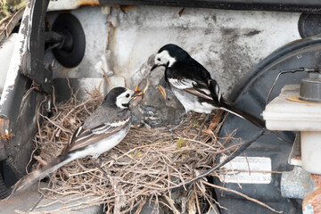 Two Wagtail birds nesting in a car engine bay feeding their 4 chicks