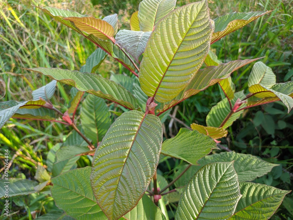 Stock-Foto The kratom plant (Mitragyna speciosa) is known as the magic  leaf from Kalimantan which is a major export commodity | Adobe Stock