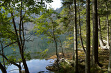Fototapeta Las - lake in the forest, Šumava, Czech Republic