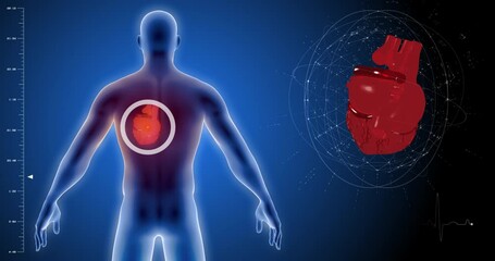 heart pulse 3d , heart scan, human body scan, heart scan, medical screen, blood circulation, medical