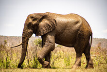 A Large Elephant Bull With A Missing Tusk Walking In The Kruger Park.