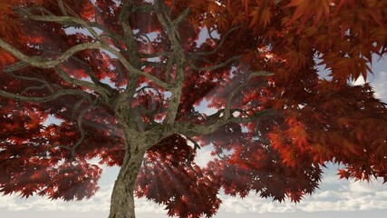 sun and sunbeams breaking through a large japanese maple tree