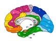 Brain Brodmann cortical area colored map of human brain with numbers